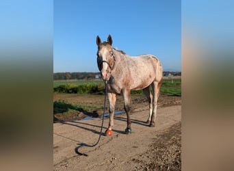 Appaloosa, Stute, 20 Jahre, 160 cm