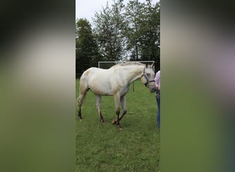 Appaloosa, Stute, 20 Jahre, 164 cm, Buckskin