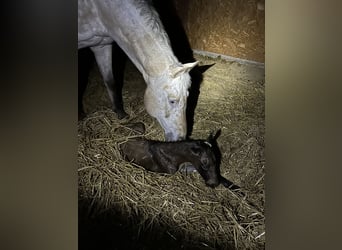 Appaloosa, Stute, 20 Jahre, 164 cm, Buckskin