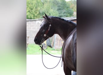 Appaloosa, Stute, 21 Jahre, 160 cm, Red Dun