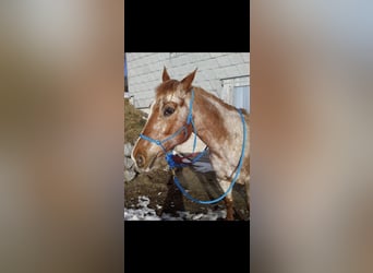 Appaloosa, Stute, 22 Jahre, 150 cm