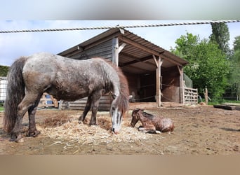Appaloosa, Stute, 25 Jahre, 99 cm, Tigerschecke