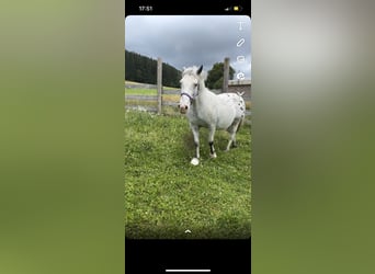 Appaloosa, Stute, 27 Jahre, 143 cm