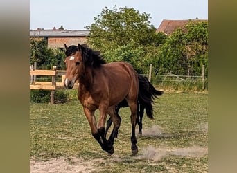 Appaloosa Mix, Stute, 2 Jahre, 145 cm, Brauner