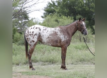 Appaloosa, Stute, 2 Jahre, 145 cm, Rotbrauner