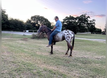 Appaloosa, Stute, 2 Jahre, 145 cm, Rotbrauner