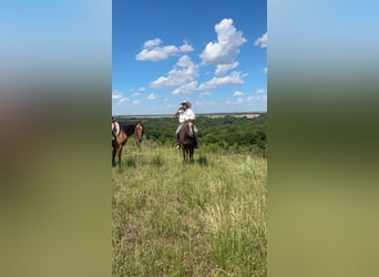 Appaloosa, Stute, 2 Jahre, 145 cm, Rotbrauner