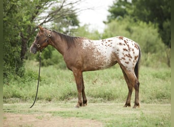 Appaloosa, Stute, 2 Jahre, 145 cm, Rotbrauner