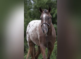 Appaloosa, Stute, 2 Jahre, 145 cm, Rotbrauner