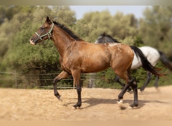 Appaloosa, Stute, 2 Jahre, 146 cm, Brauner