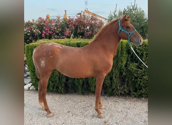 Appaloosa, Stute, 2 Jahre, 153 cm, Fuchs