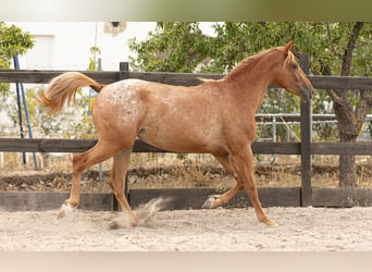 Appaloosa Mix, Stute, 2 Jahre, 160 cm, Tigerschecke