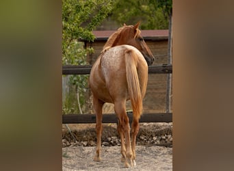Appaloosa Mix, Stute, 2 Jahre, 160 cm, Tigerschecke