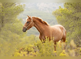 Appaloosa Mix, Stute, 2 Jahre, 160 cm, Tigerschecke