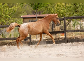Appaloosa Mix, Stute, 2 Jahre, 160 cm, Tigerschecke
