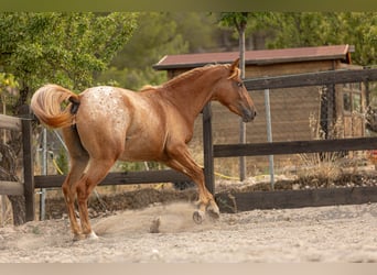Appaloosa Mix, Stute, 2 Jahre, 160 cm, Tigerschecke
