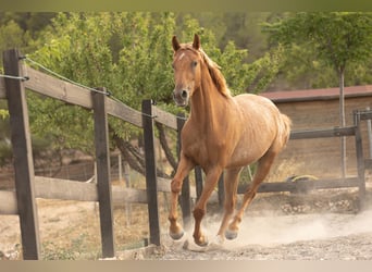 Appaloosa Mix, Stute, 2 Jahre, 160 cm, Tigerschecke