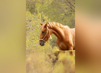 Appaloosa Mix, Stute, 2 Jahre, 160 cm, Tigerschecke