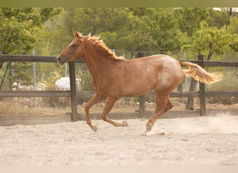 Appaloosa Mix, Stute, 2 Jahre, 160 cm, Tigerschecke