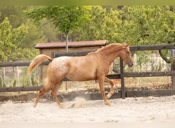 Appaloosa Mix, Stute, 2 Jahre, 160 cm, Tigerschecke