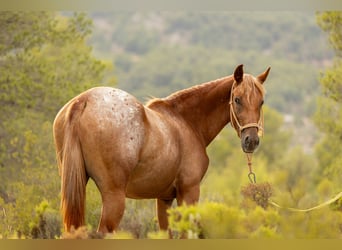 Appaloosa Mix, Stute, 2 Jahre, 160 cm, Tigerschecke
