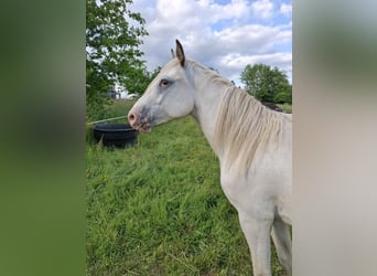 Appaloosa, Stute, 2 Jahre, Brauner