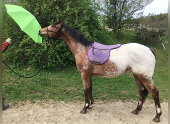 Appaloosa, Stute, 2 Jahre, Brauner