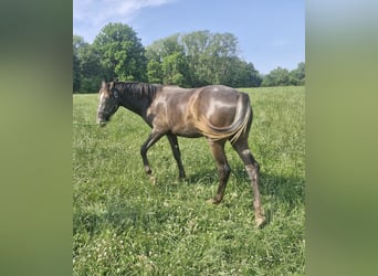 Appaloosa, Stute, 2 Jahre, Rappe