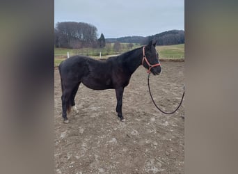 Appaloosa, Stute, 2 Jahre, Rappe