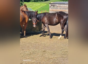 Appaloosa, Stute, 2 Jahre, Rappe