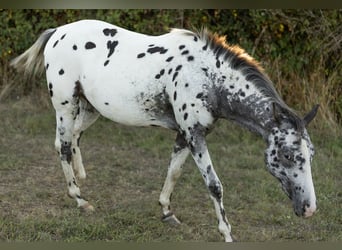 Appaloosa, Stute, 2 Jahre, Rappe