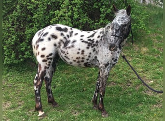 Appaloosa, Stute, 2 Jahre, Tigerschecke