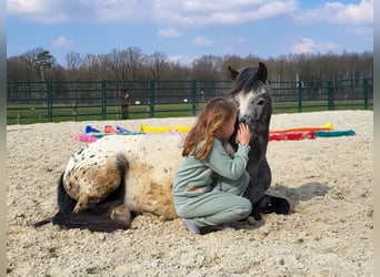Appaloosa, Stute, 3 Jahre, 124 cm, Tigerschecke