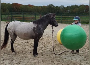 Appaloosa, Stute, 3 Jahre, 124 cm, Tigerschecke