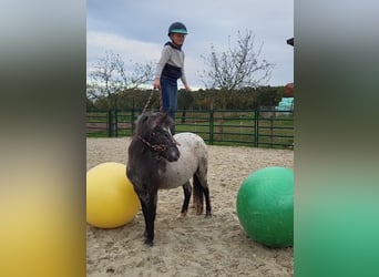 Appaloosa, Stute, 3 Jahre, 124 cm, Tigerschecke