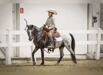 Appaloosa, Stute, 3 Jahre, 124 cm, Tigerschecke