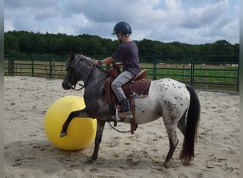 Appaloosa, Stute, 3 Jahre, 124 cm, Tigerschecke
