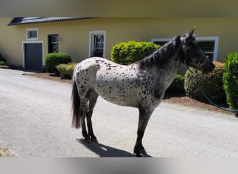 Appaloosa Mix, Stute, 3 Jahre, 142 cm, Tigerschecke