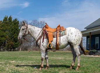 Appaloosa, Stute, 3 Jahre, 145 cm, Dunkelfuchs