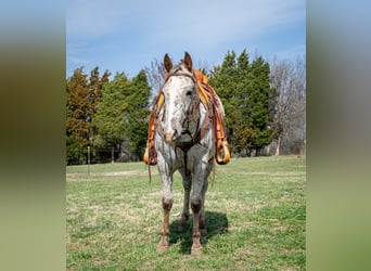 Appaloosa, Stute, 3 Jahre, 145 cm, Dunkelfuchs