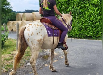 Appaloosa Mix, Stute, 3 Jahre, 146 cm, Tigerschecke
