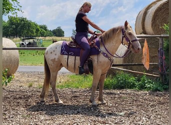 Appaloosa Mix, Stute, 3 Jahre, 146 cm, Tigerschecke