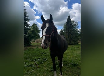 Appaloosa, Stute, 3 Jahre, 147 cm, Rappe