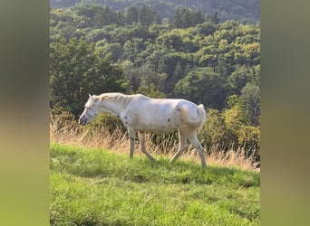 Appaloosa, Stute, 3 Jahre, 149 cm, Tigerschecke