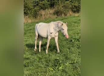 Appaloosa, Stute, 3 Jahre, 149 cm, Tigerschecke