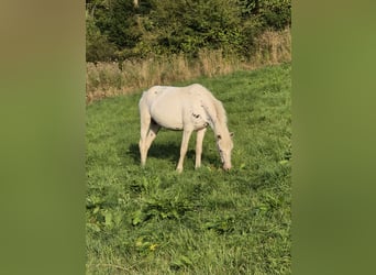 Appaloosa, Stute, 3 Jahre, 149 cm, Tigerschecke