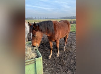 Appaloosa Mix, Stute, 3 Jahre, 150 cm, Rotbrauner