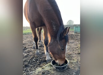 Appaloosa Mix, Stute, 3 Jahre, 150 cm, Rotbrauner