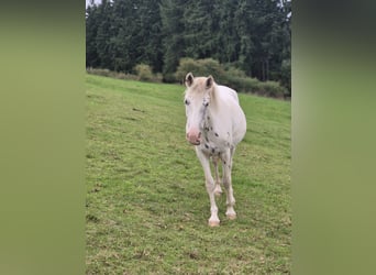 Appaloosa, Stute, 3 Jahre, 150 cm, Tigerschecke