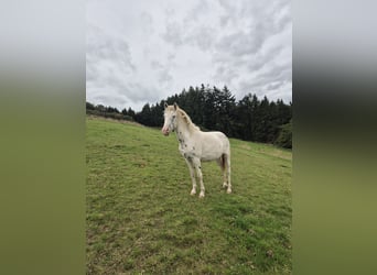 Appaloosa, Stute, 3 Jahre, 150 cm, Tigerschecke